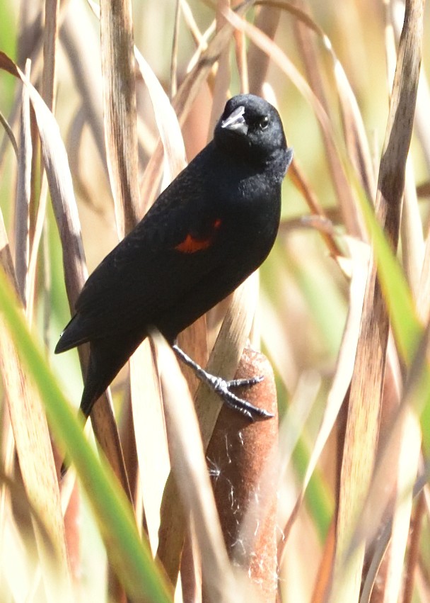 Red-winged Blackbird - ML611606640