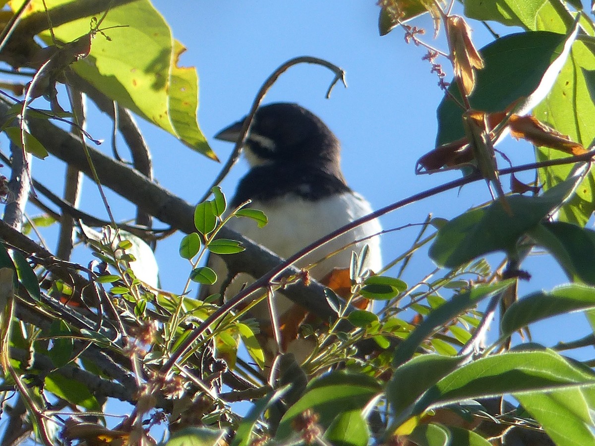 Black-chested Sparrow - ML611606757
