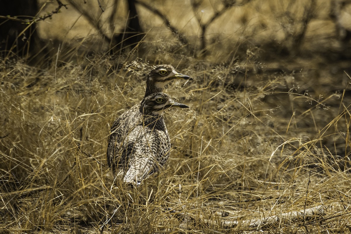 Spotted Thick-knee - David Bishop