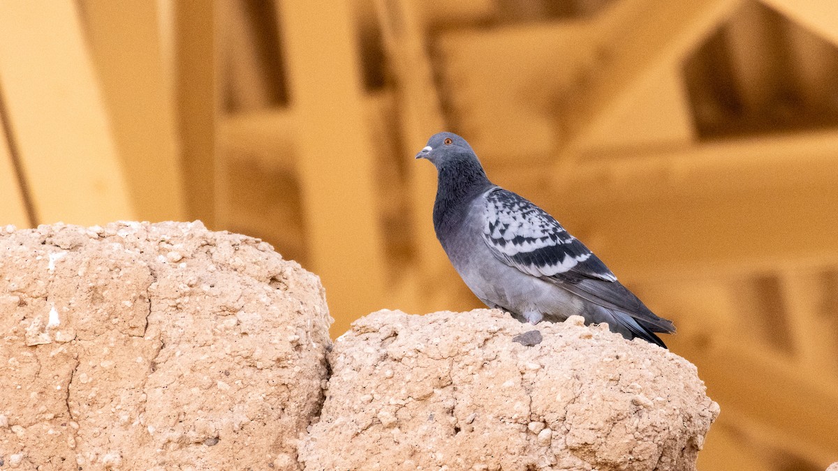 Rock Pigeon (Feral Pigeon) - ML611606958