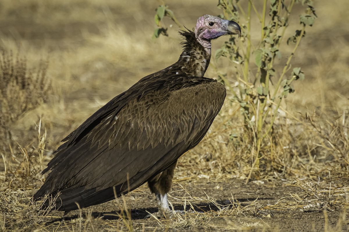 Lappet-faced Vulture - ML611606987