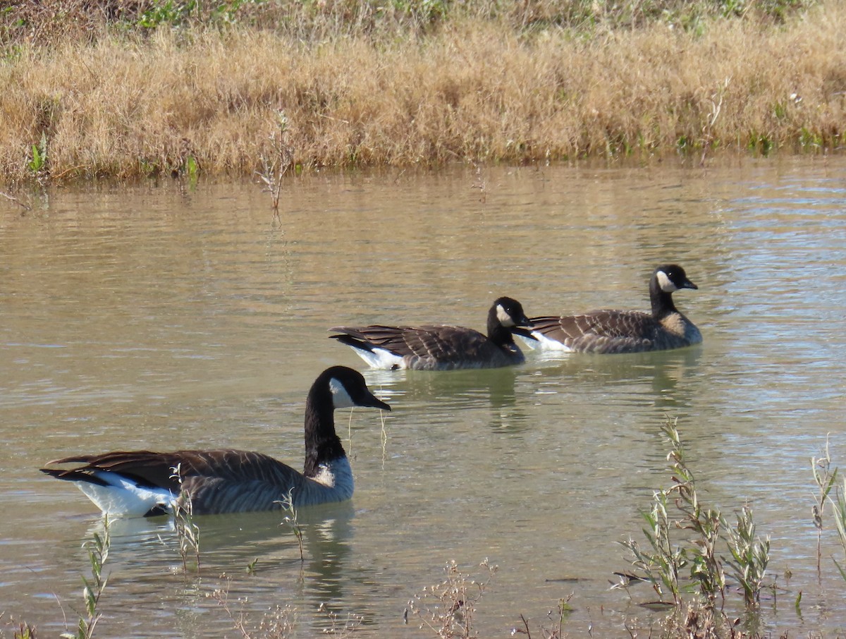 eBird Checklist 26 Nov 2023 Bosque del Apache NWRSouth Loop