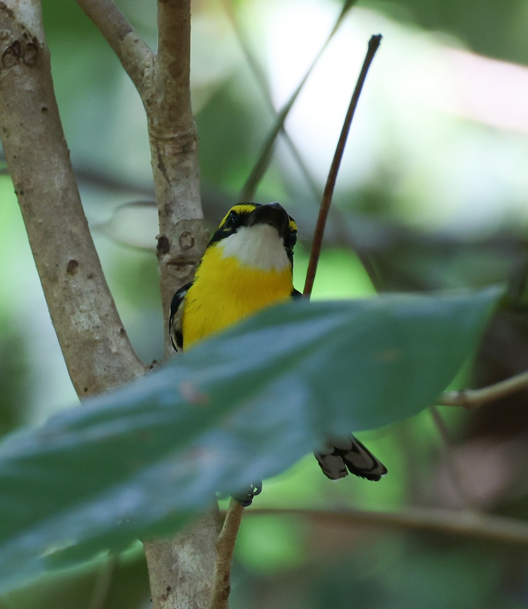 Yellow-breasted Boatbill - ML611607492