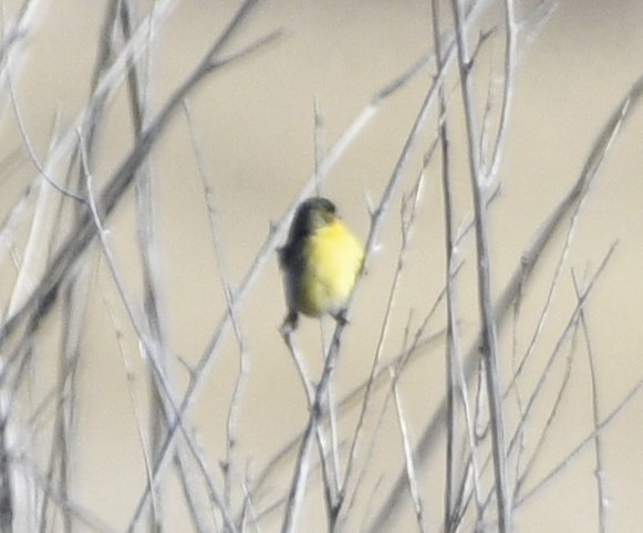 Lesser Goldfinch - Peter Olsoy