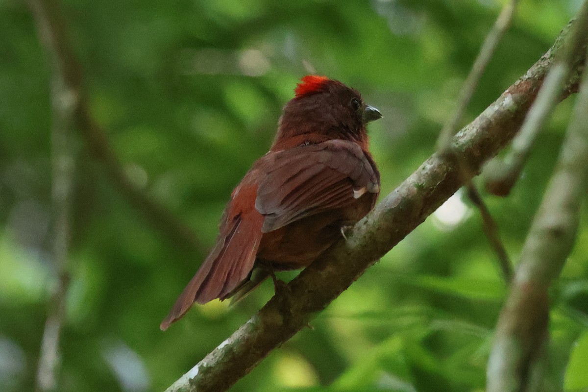 Red-crowned Ant-Tanager - ML611608011