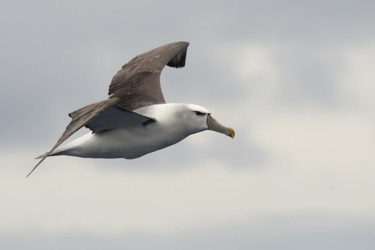White-capped Albatross (cauta) - ML611608064