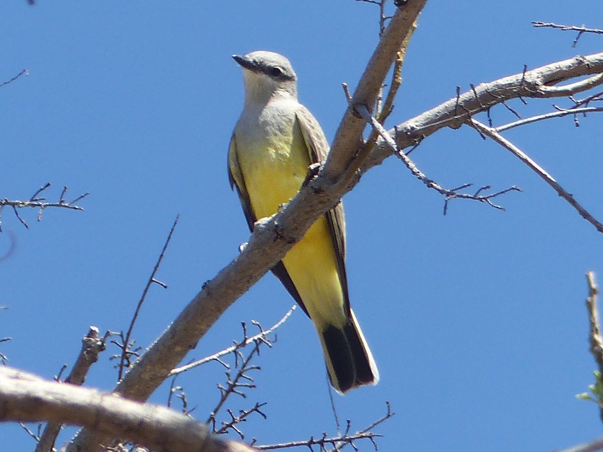 Western Kingbird - ML611608218