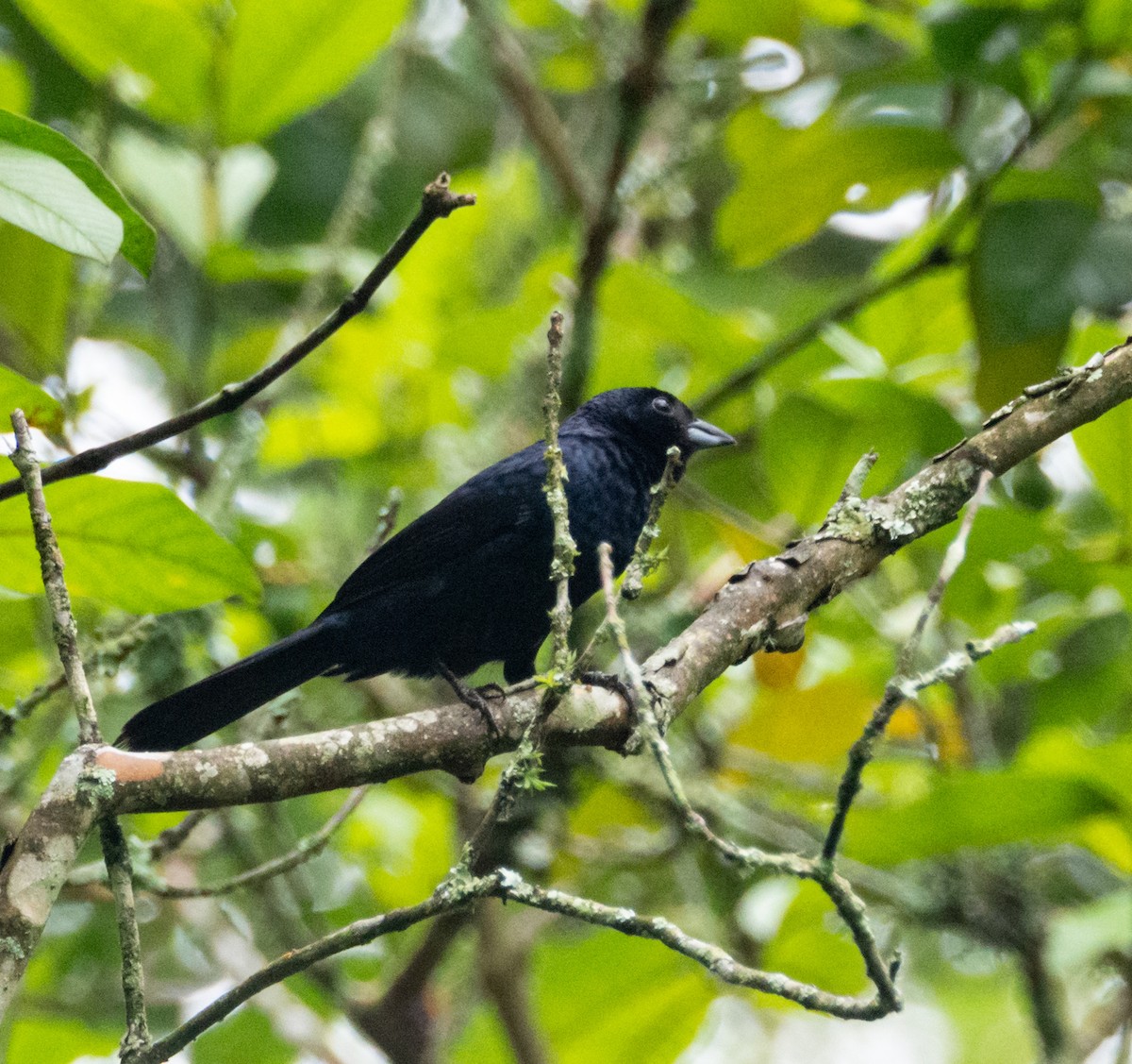 Ruby-crowned Tanager - ML611608437