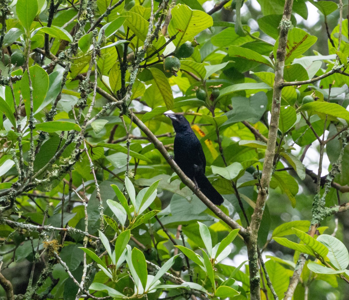 Ruby-crowned Tanager - ML611608438
