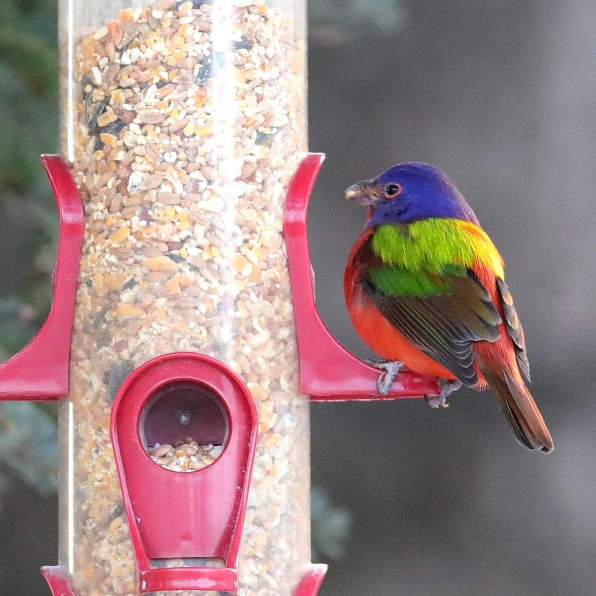 Painted Bunting - ML611608584