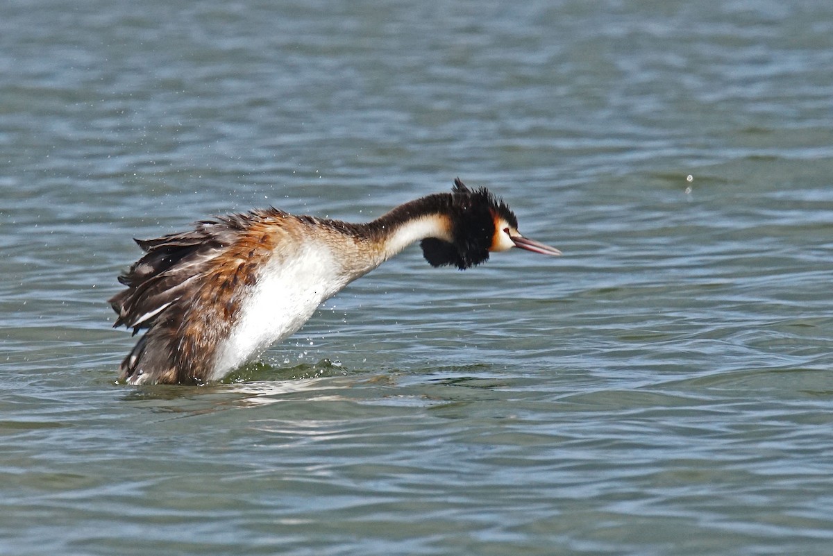 Great Crested Grebe - ML611609171
