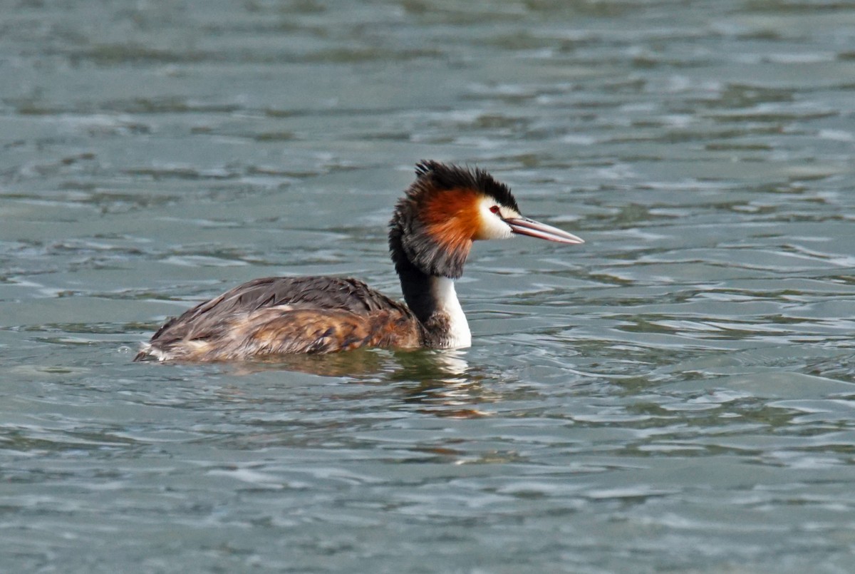 Great Crested Grebe - ML611609172