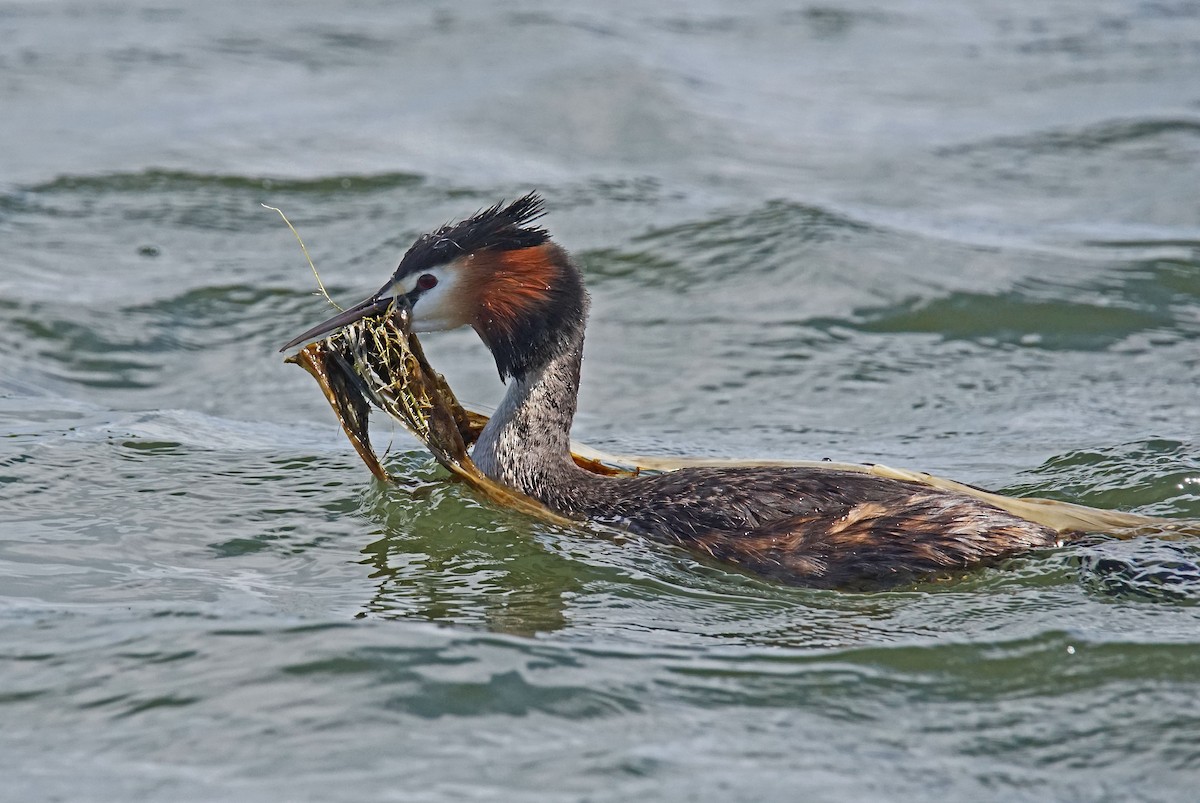 Great Crested Grebe - ML611609173