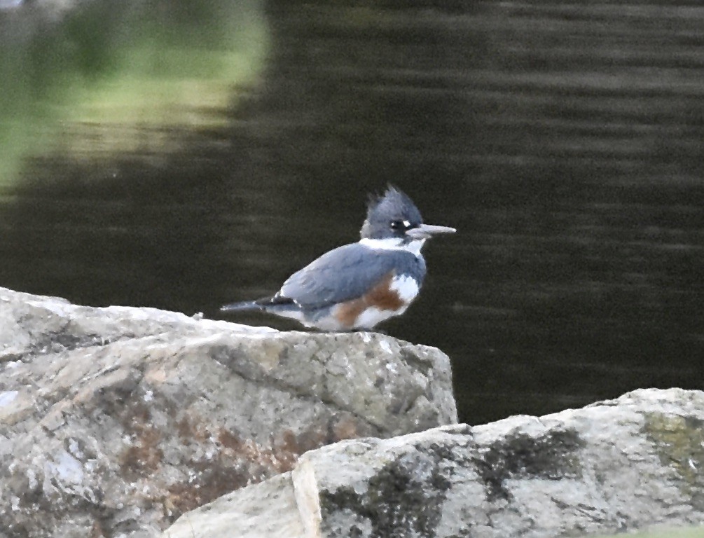 Belted Kingfisher - ML611609378