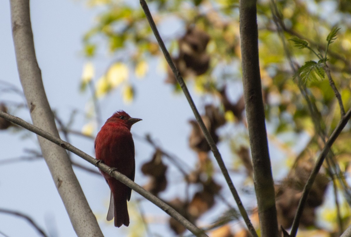 Hepatic Tanager - ML611609800