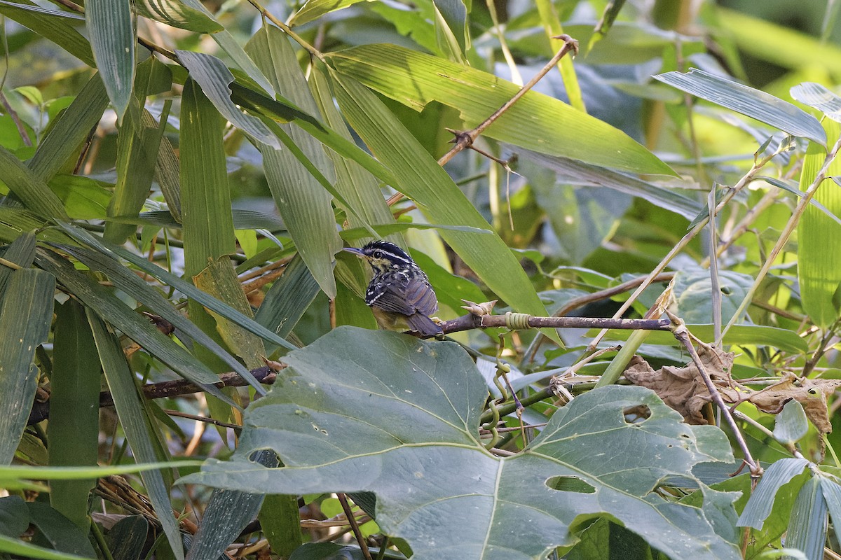 Yellow-breasted Warbling-Antbird - ML611609941