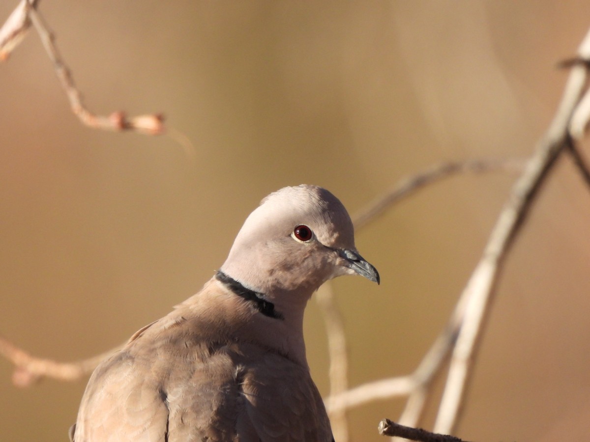 Eurasian Collared-Dove - ML611610062