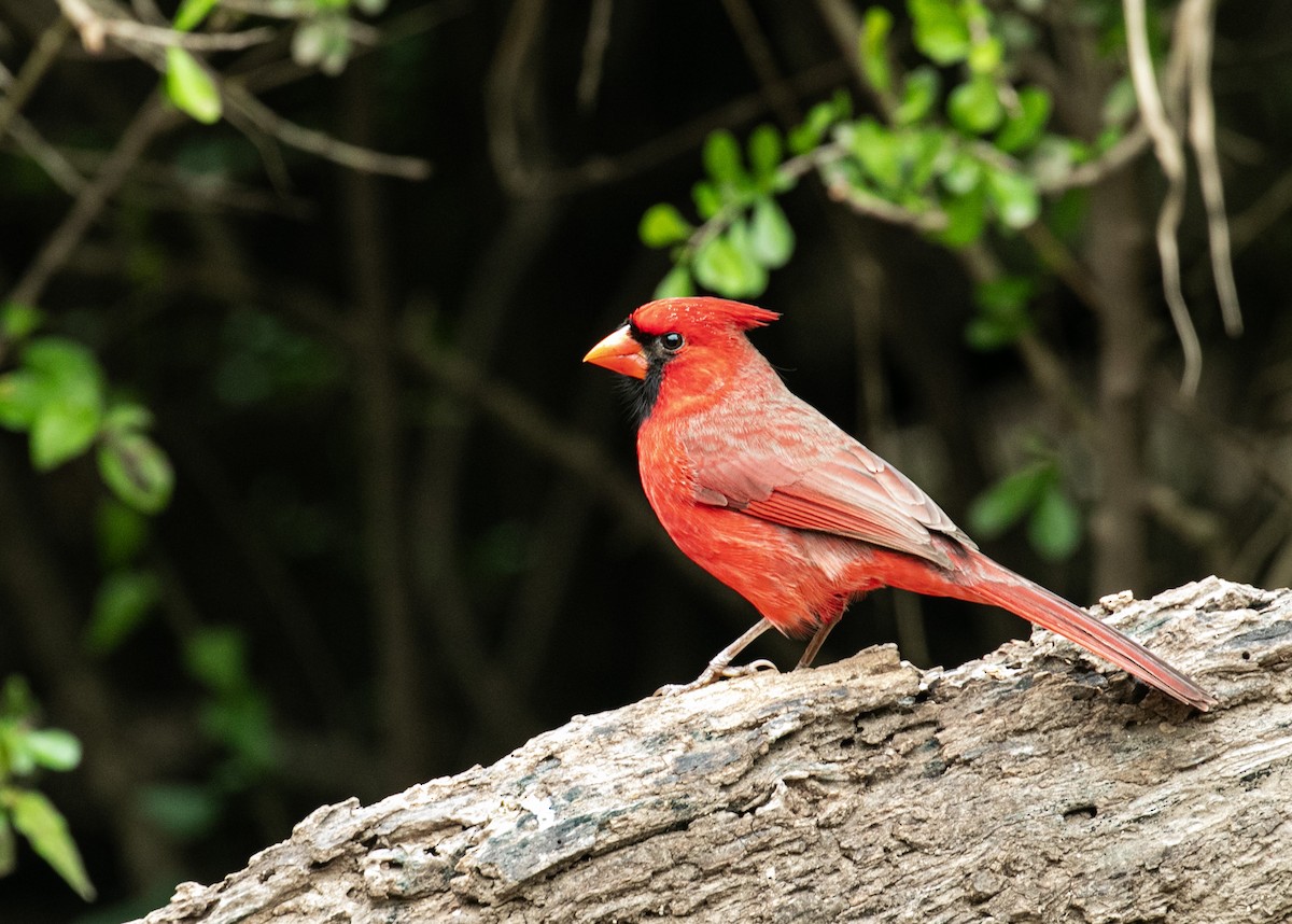 Cardinal rouge - ML611610140