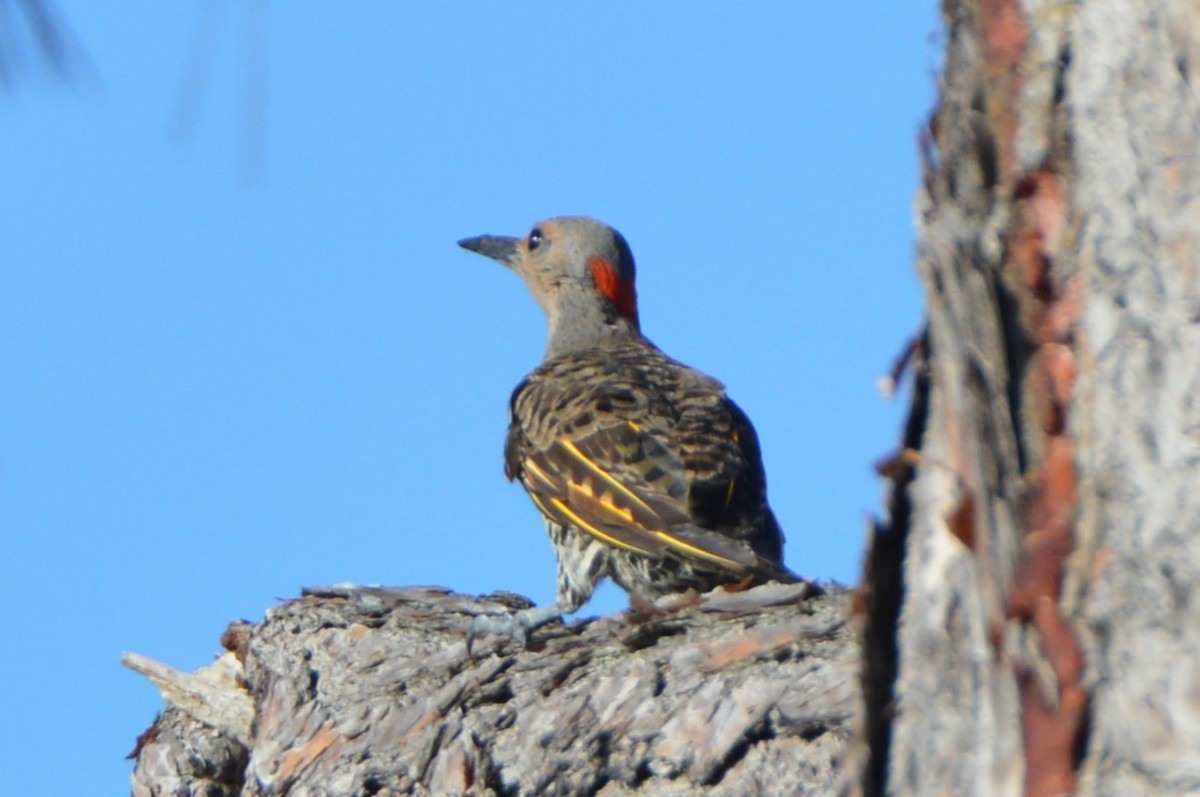 Northern Flicker (Yellow-shafted) - ML611610258