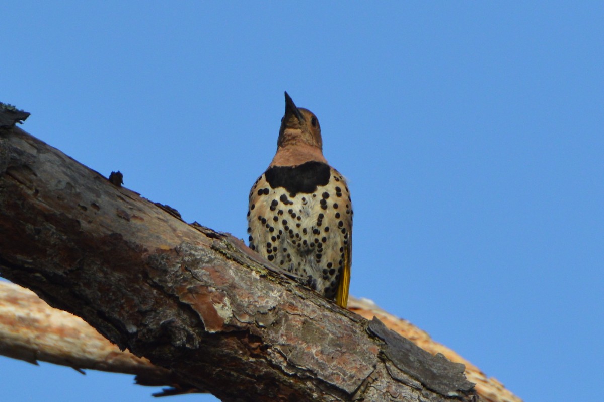 Northern Flicker (Yellow-shafted) - ML611610259
