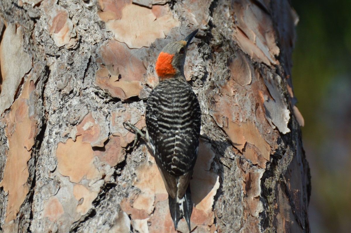Red-bellied Woodpecker - ML611610410