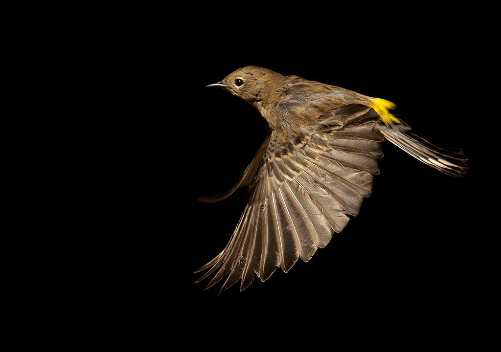 Yellow-rumped Warbler (Audubon's) - ML611610948