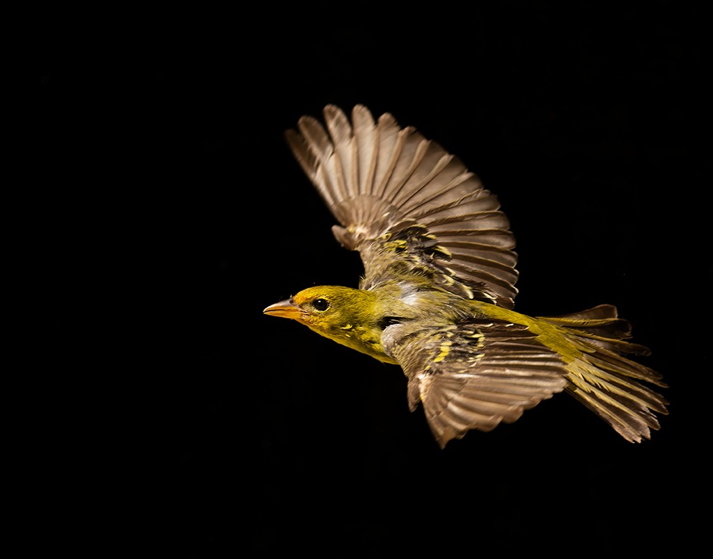 Western Tanager - ML611610969