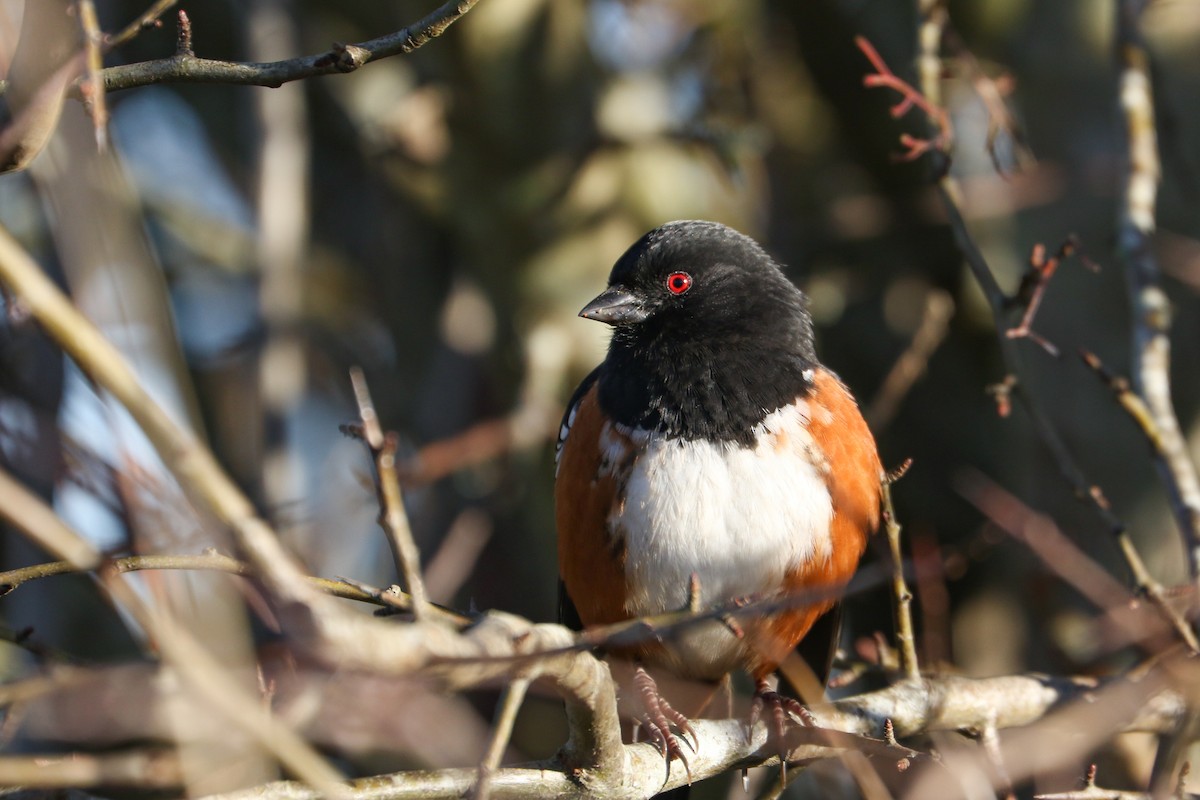 Spotted Towhee - ML611611409
