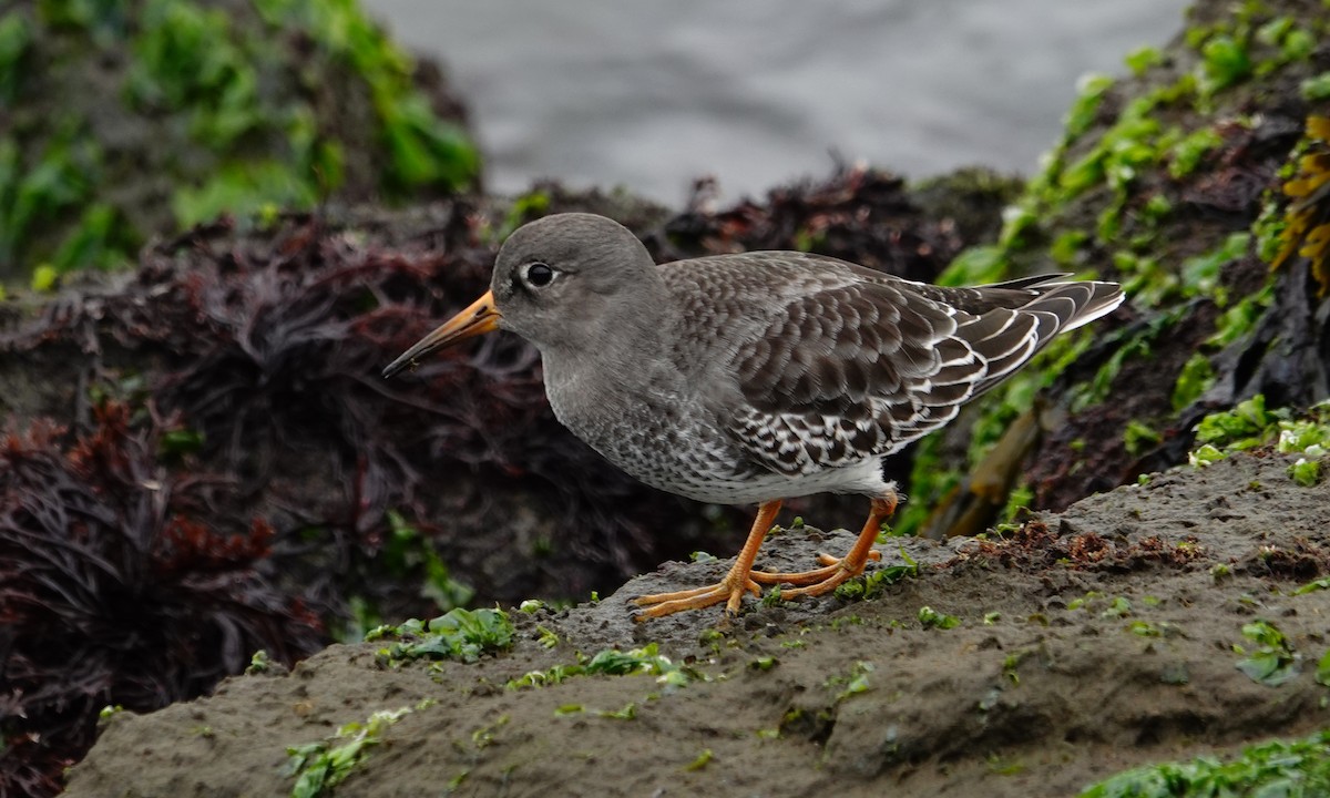Purple Sandpiper - ML611611773