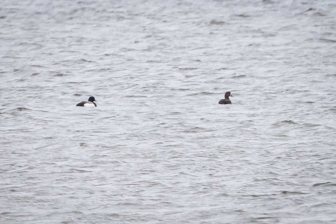 Greater Scaup - ML611611881