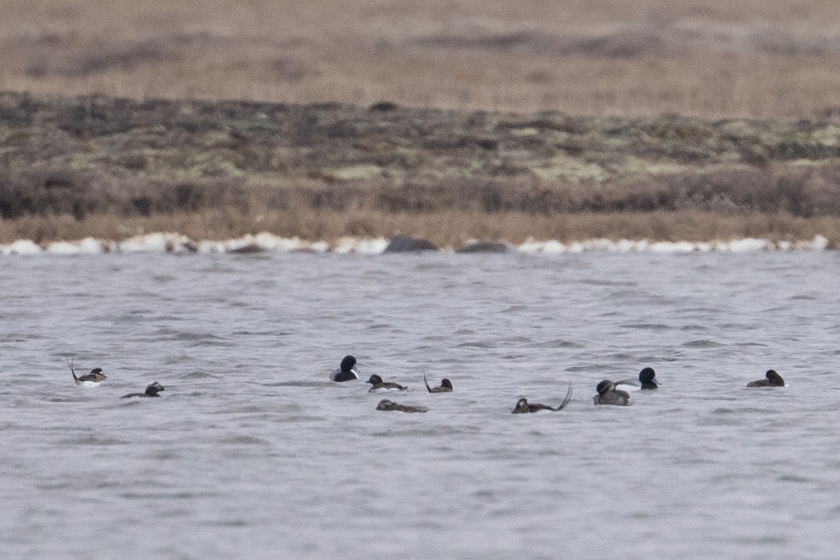 Greater Scaup - ML611611882