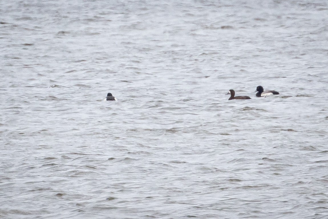 Greater Scaup - ML611611883
