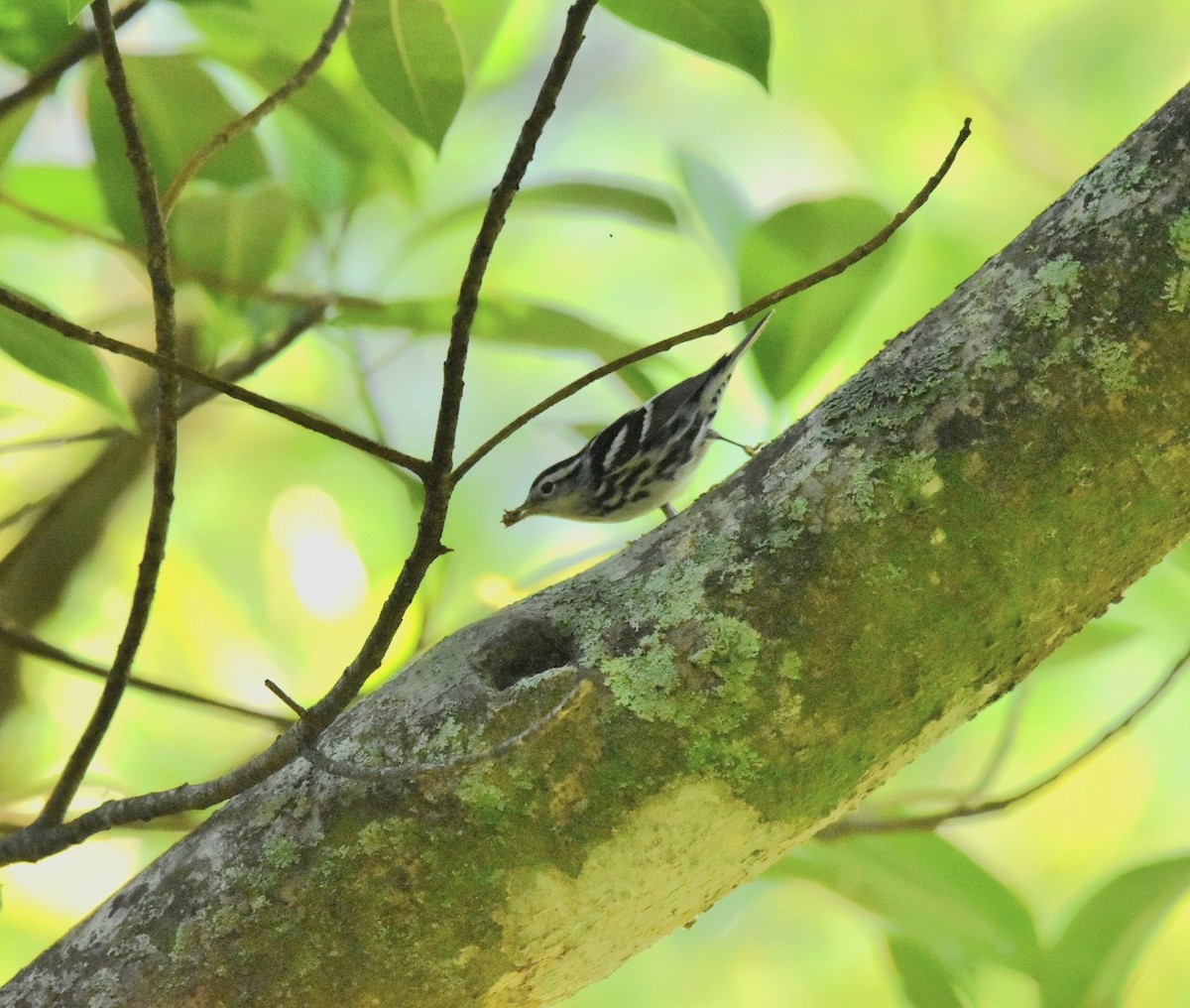 Black-and-white Warbler - ML611611994