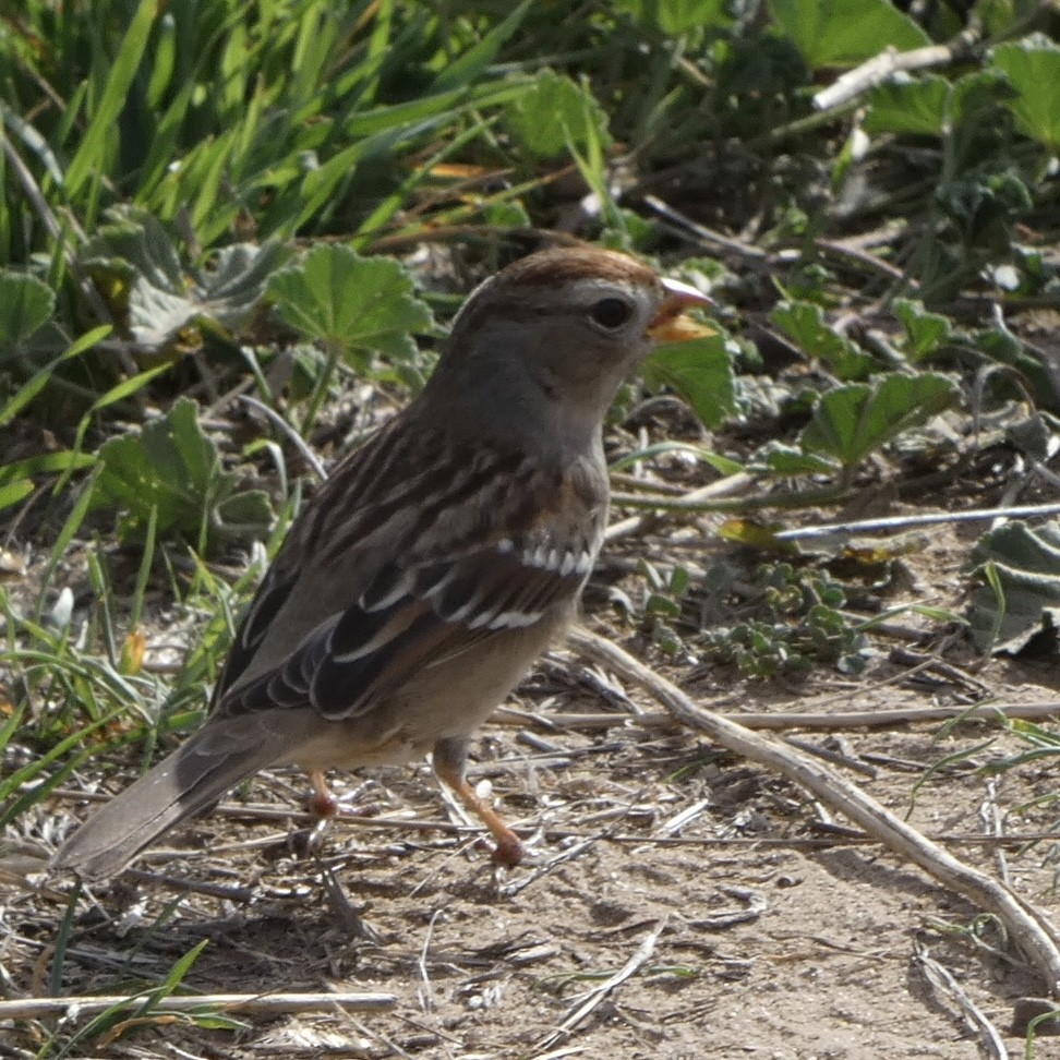 White-crowned Sparrow - ML611612022