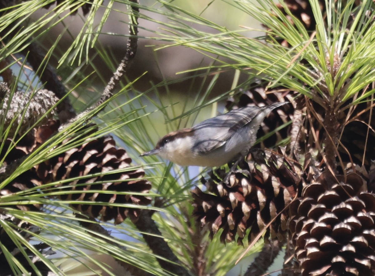 Brown-headed Nuthatch - ML611612190