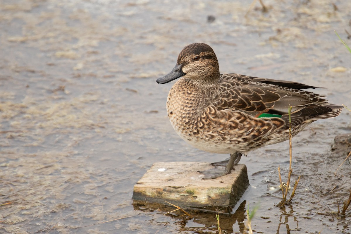 Green-winged Teal - ML611612250