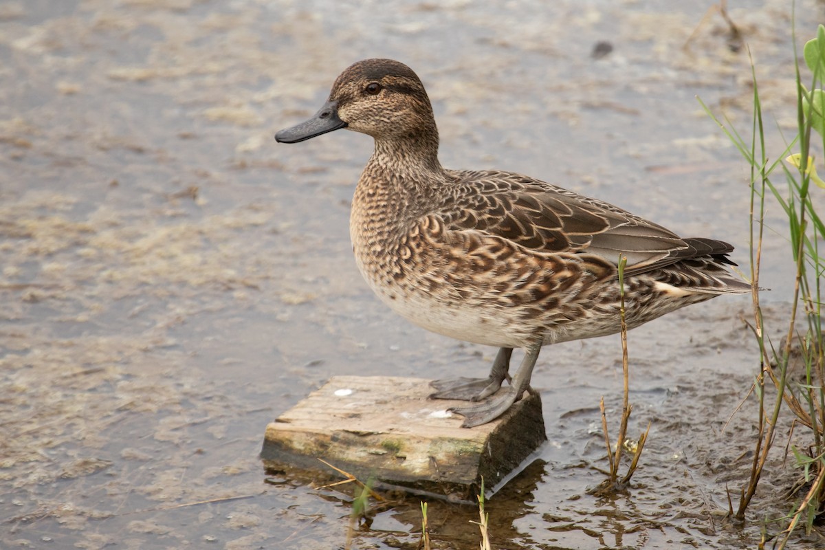 Green-winged Teal - ML611612251