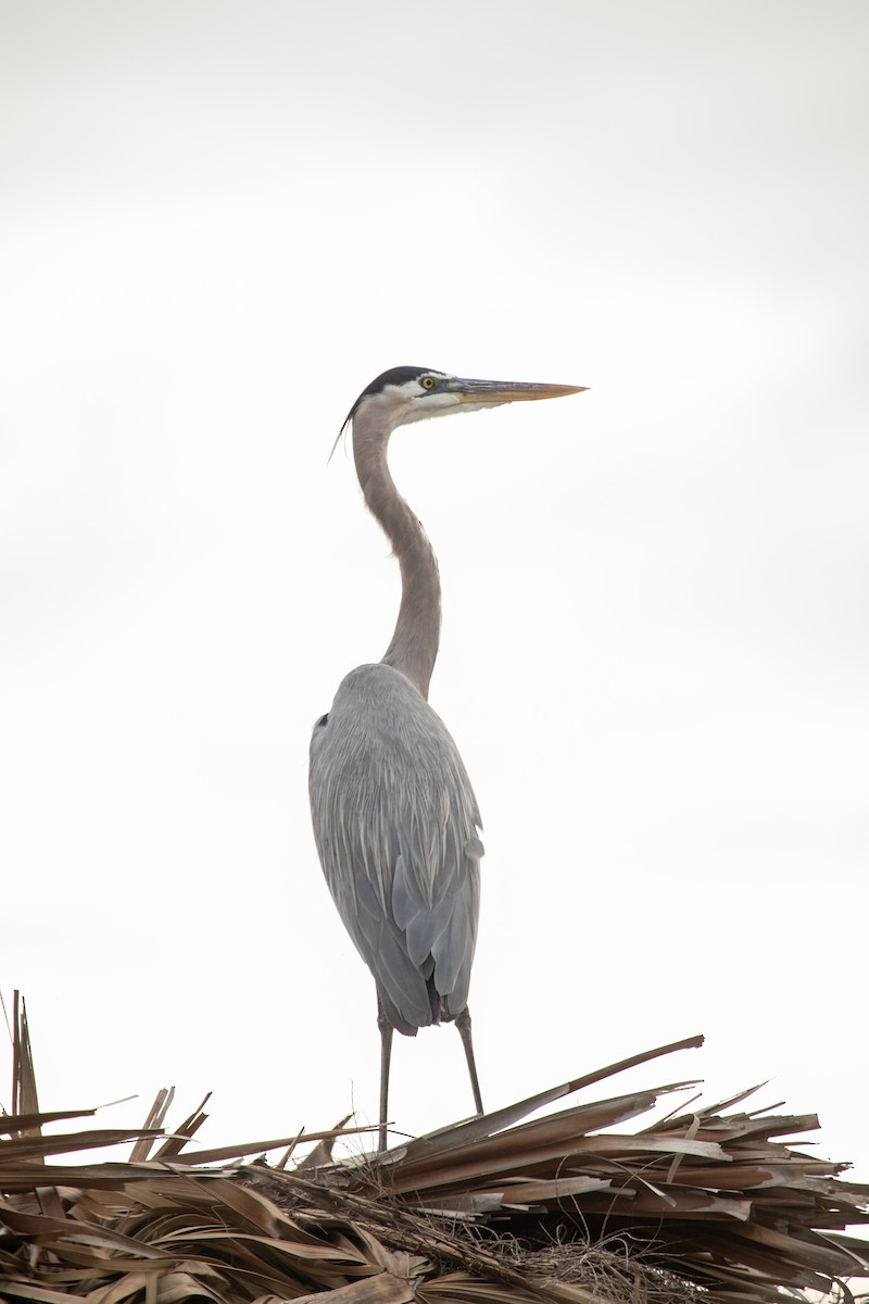 Great Blue Heron - ML611612295