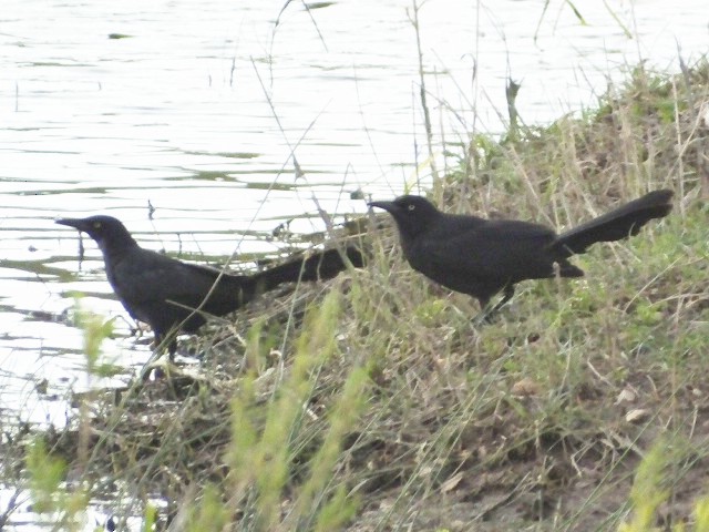 Great-tailed Grackle - ML611612305