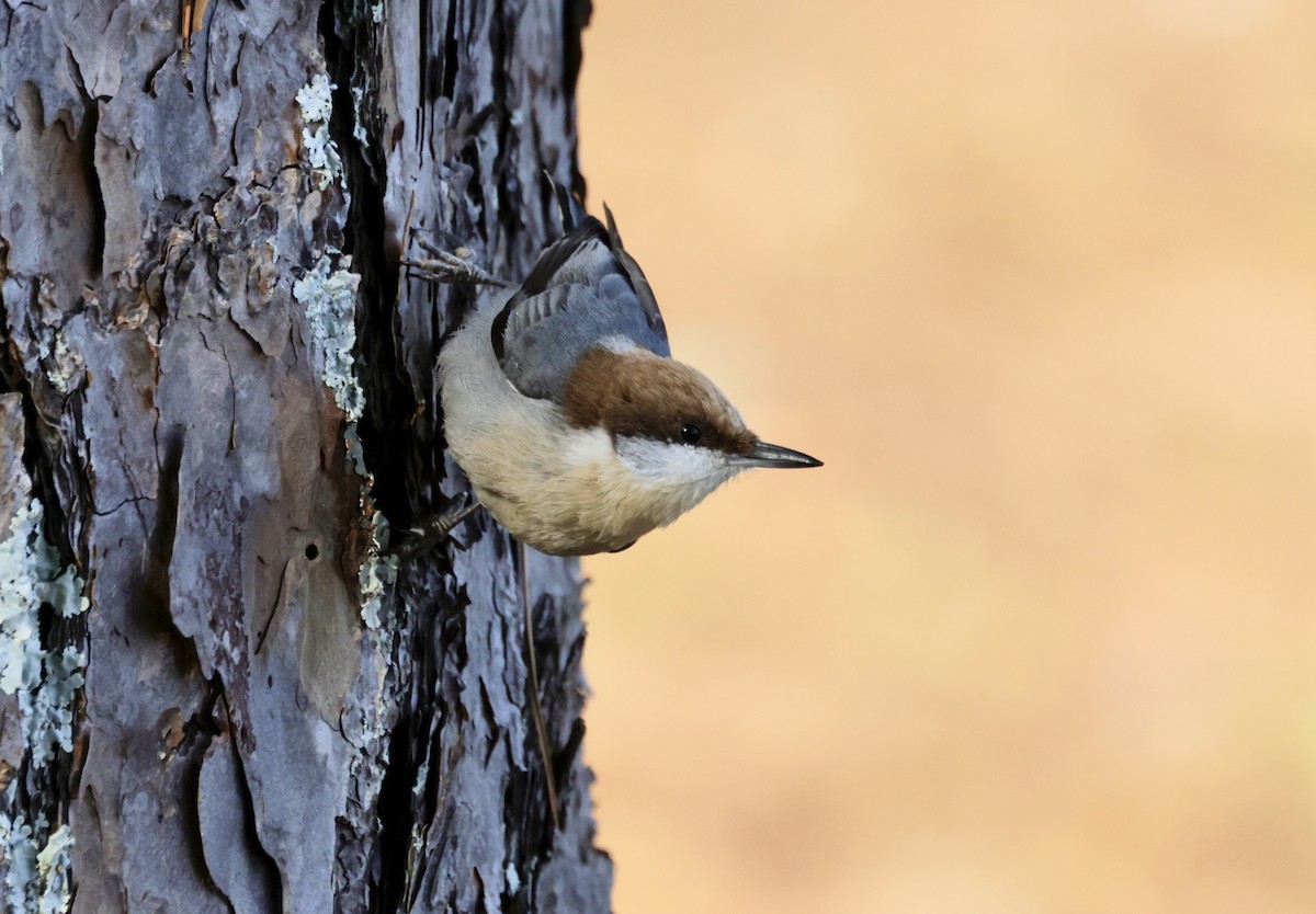 Brown-headed Nuthatch - ML611612329