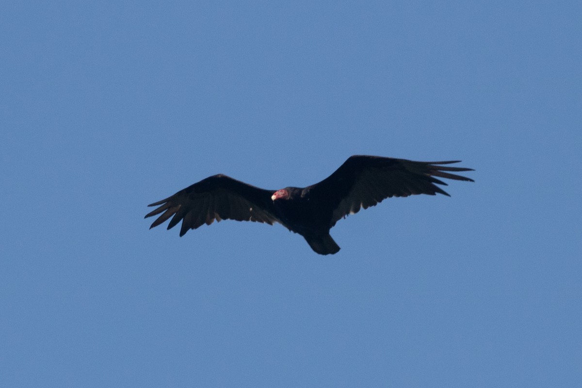 Turkey Vulture - ML611612405