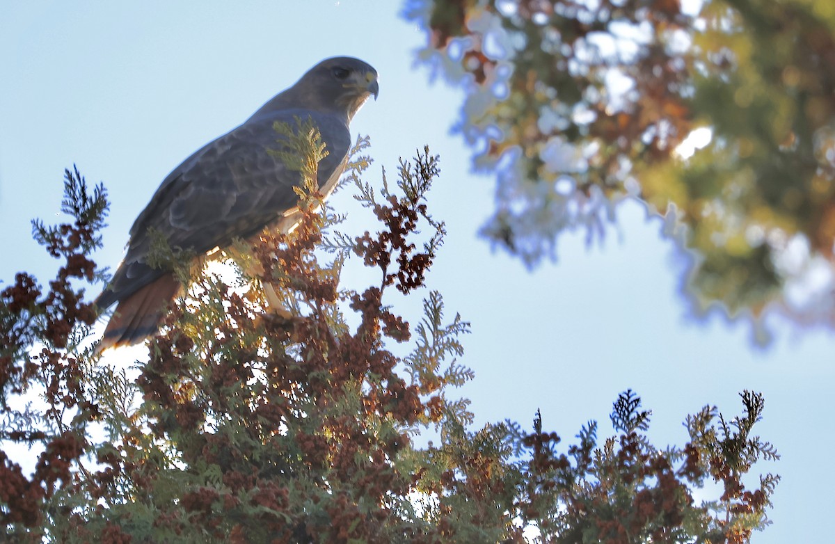 Red-tailed Hawk - ML611612648