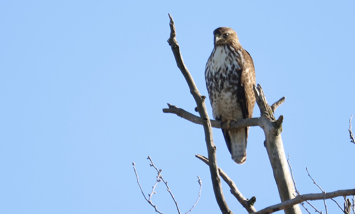 Red-tailed Hawk - ML611612652