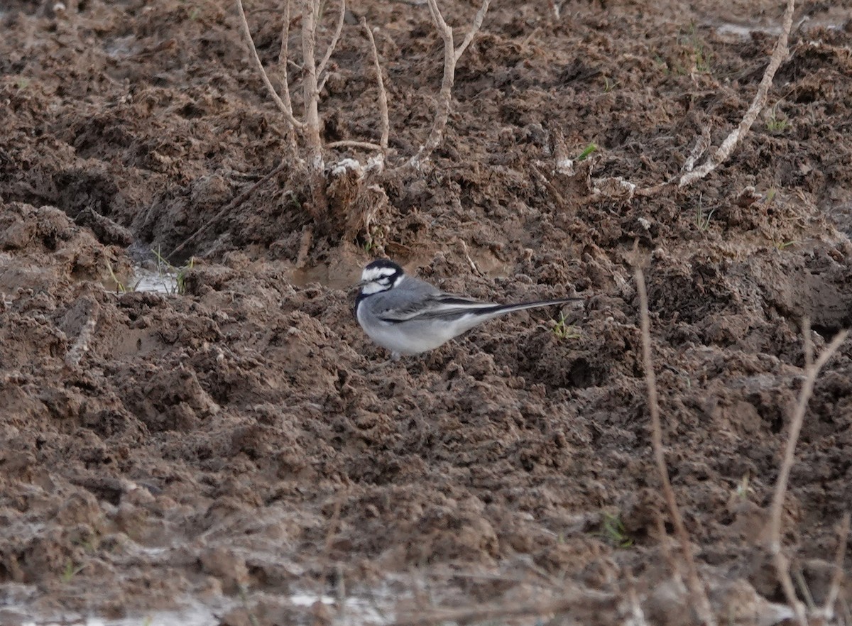 White Wagtail (Moroccan) - ML611612756
