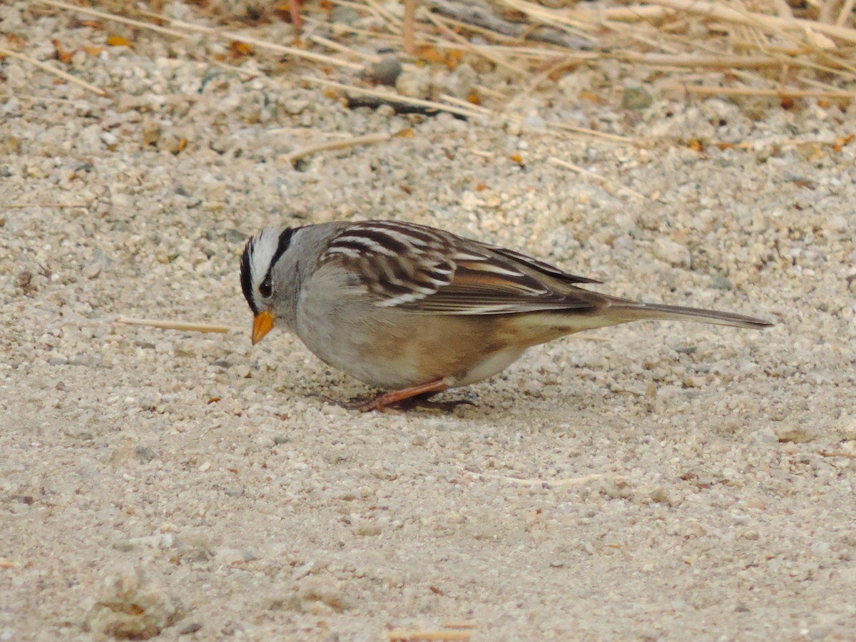 White-crowned Sparrow - ML611612813