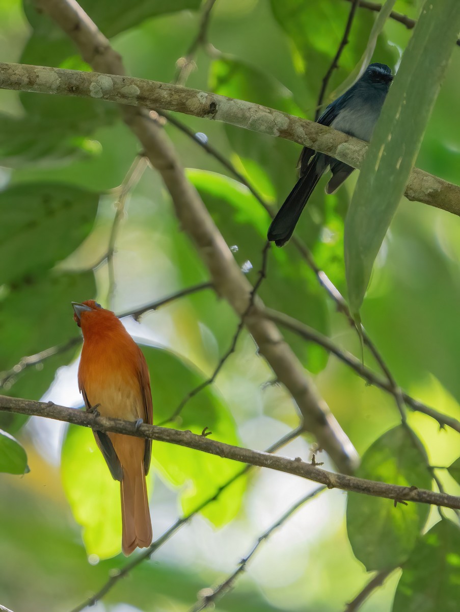 Rufous Paradise-Flycatcher (Southern) - ML611612892
