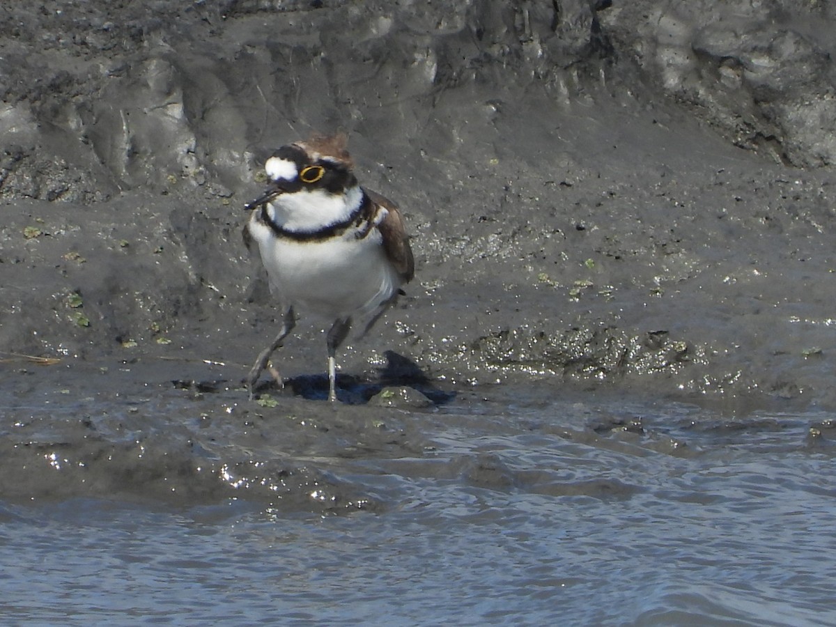 Little Ringed Plover - mingyi wu