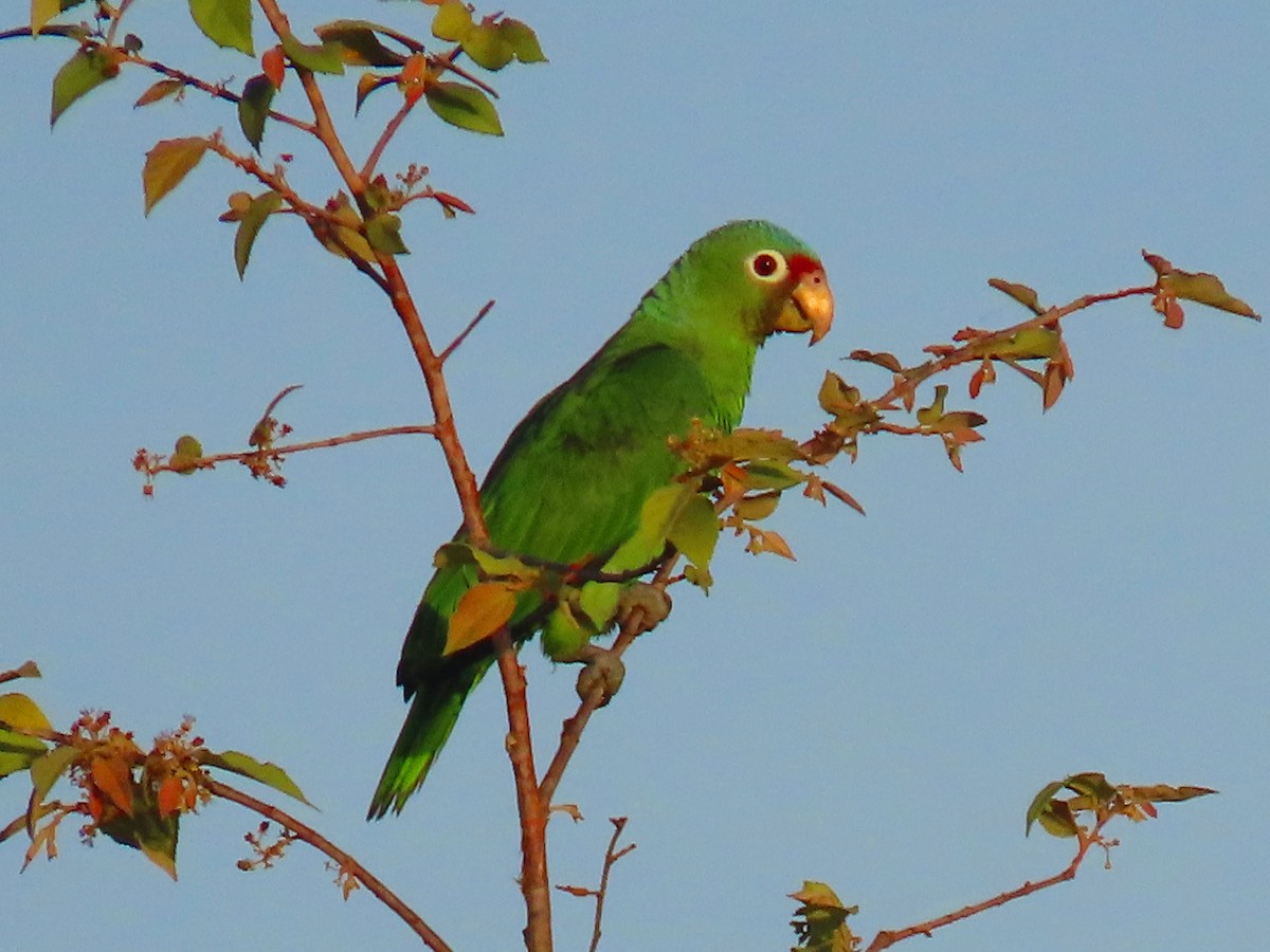 Red-lored Parrot - ML611613055