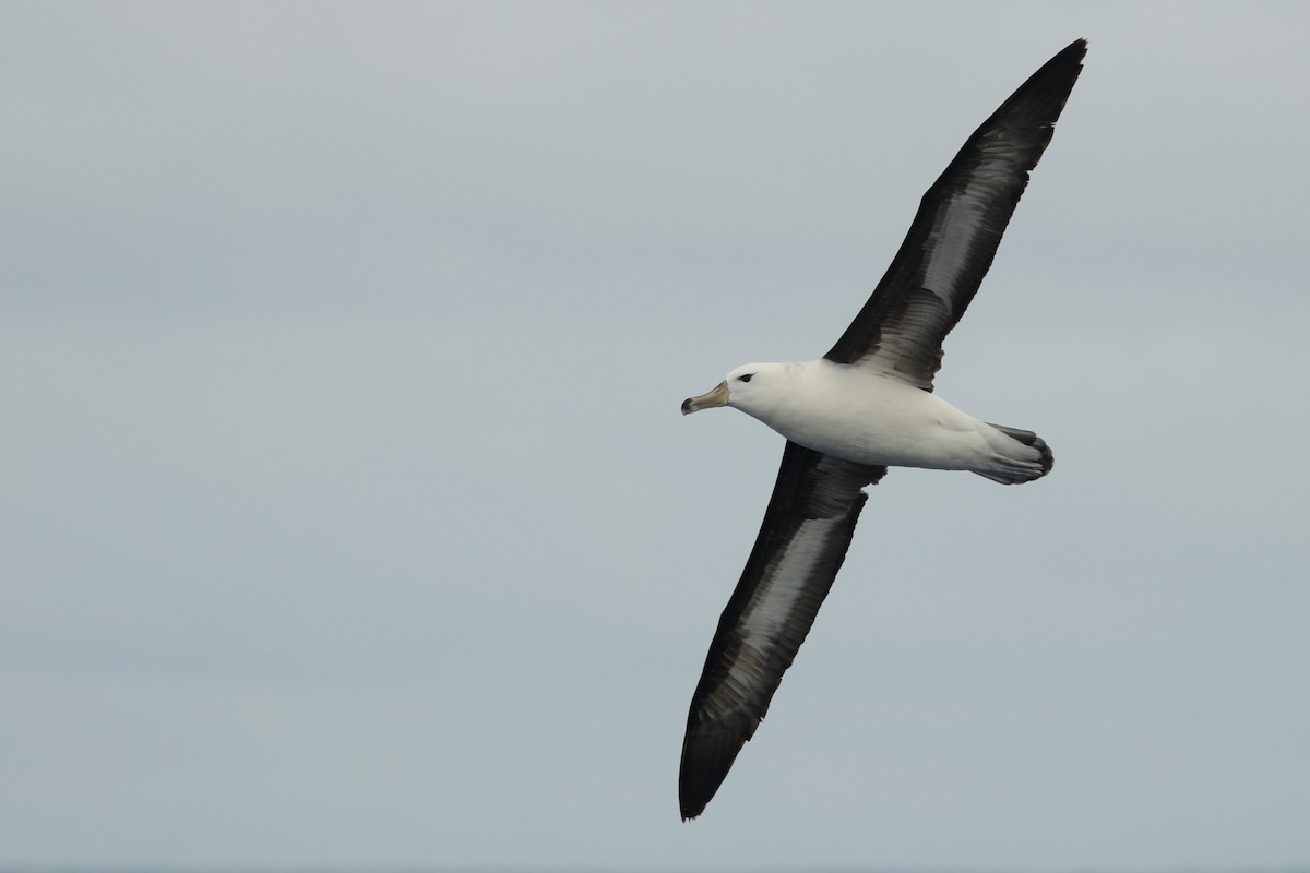 Black-browed Albatross (Black-browed) - ML611613136