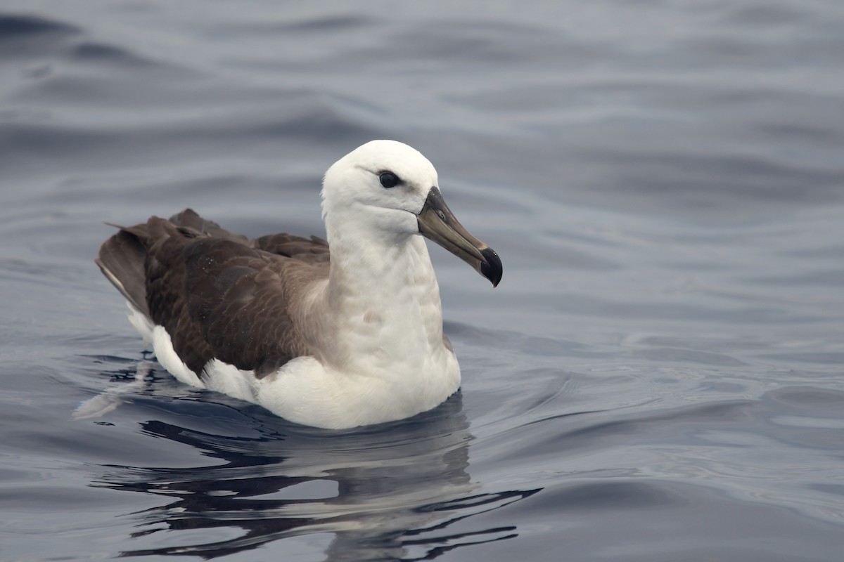 Black-browed Albatross (Black-browed) - ML611613139